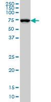 Anti-NEDD1 Mouse Monoclonal Antibody [clone: 7D10]