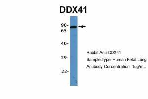 Anti-DDX41 Rabbit Polyclonal Antibody