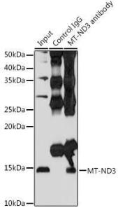 Immunoprecipitation analysis of 200µg extracts of HeLa cells using 3µg of Anti-MT-ND3 Antibody (A92816). This Western blot was performed on the immunoprecipitate using Anti-MT-ND3 Antibody (A92816) at a dilution of 1:500.