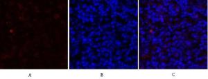 Antibody anti-GRP78 100 µg