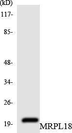 Anti-MRPL18 antibody