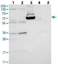 Anti-KRBA1 Rabbit Polyclonal Antibody