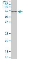 Anti-NEDD1 Mouse Monoclonal Antibody [clone: 7D10]