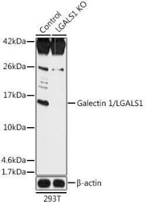 Antibody A92820-100 100 µl