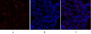 Antibody anti-GRP78 100 µg