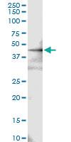 Anti-FBXO4 Rabbit Polyclonal Antibody