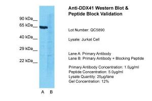 Anti-DDX41 Rabbit Polyclonal Antibody