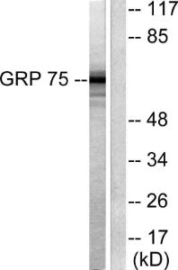 Western blot analysis of lysates from COS7 cells using Anti-GRP75 Antibody. The right hand lane represents a negative control, where the antibody is blocked by the immunising peptide.