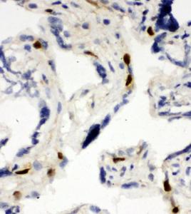 Anti-MCM6 Rabbit Polyclonal Antibody