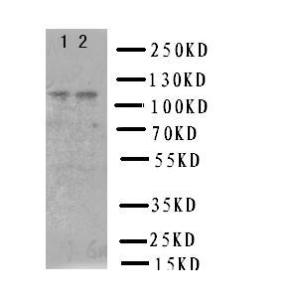 Anti-NRP2 Rabbit Polyclonal Antibody