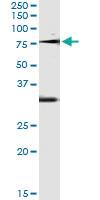 Anti-OXSR1 Mouse Monoclonal Antibody [clone: 4D12]