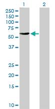 Anti-FBXO4 Rabbit Polyclonal Antibody