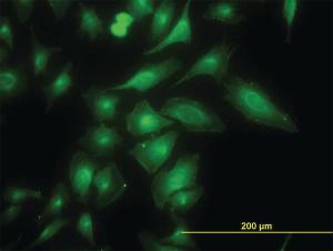 Anti-TRAPPC4 Mouse Monoclonal Antibody [clone: 2D10]