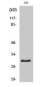 Western blot analysis of various cells using Anti-MRPL10 Antibody