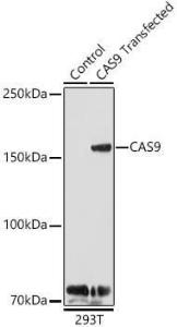 Western blot analysis of extracts of 293T cells and 293T transfected with CAS9 protein, using Anti-CRISPR-Cas9 Antibody (A92824) at 1:1000 dilution. The secondary Antibody was Goat Anti-Rabbit IgG H&L Antibody (HRP) at 1:10000 dilution.