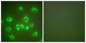 Immunofluorescence analysis of COS7 cells using Anti-GRP75 Antibody. The right hand panel represents a negative control, where the antibody was pre-incubated with the immunising peptide.