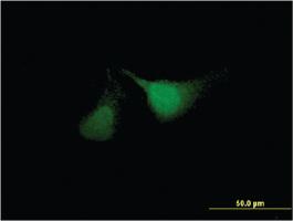 Anti-ANKRD37 Mouse Monoclonal Antibody [clone: 6E8]