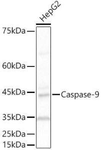 Western blot analysis of HepG2, using Anti-Caspase-9 Antibody (A309047) at 1:500 dilution. The secondary antibody was Goat Anti-Rabbit IgG H&L Antibody (HRP) at 1:10,000 dilution.