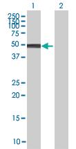 Anti-NR2E3 Mouse Polyclonal Antibody