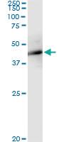 Anti-FBXO4 Mouse Monoclonal Antibody [clone: 2F2]