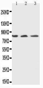 Anti-Ku80 Rabbit Polyclonal Antibody