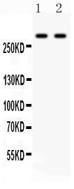 Anti-ITPR3 Rabbit Polyclonal Antibody