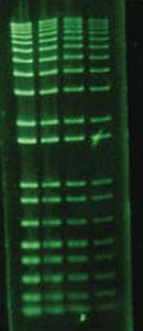 BTIU41005-T - TRIAL GELGREEN GEL STAIN 10000X IN WATER