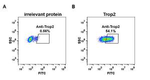 Expi 293 cell line transfected with irrelevant protein (A) and human Trop2 (B) were surface stained with Anti-TROP2 Antibody [DM76] - Azide free (A318628) at 1 µg/ml followed by Anti-Rabbit IgG Antibody (Alexa 488)