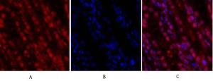 Immunofluorescence analysis of human liver tissue using Anti-CDK2 Antibody (red) at 1:200 (4 °C overnight). Cy3 labelled secondary Antibody was used at 1:300 (RT 50 min). Panel A: Target. Panel B: DAPI. Panel C: Merge