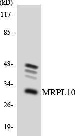 Antibody anti-MRPL10 A100498-100 100 µg