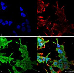 Anti-QKI Mouse Monoclonal Antibody [Clone: S147-6]