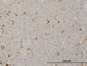 Anti-SMG1 Mouse Monoclonal Antibody [clone: 1C12]