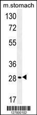 Anti-BRMS1L Rabbit Polyclonal Antibody (Biotin)