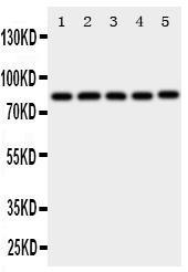 Anti-Ku80 Rabbit Polyclonal Antibody