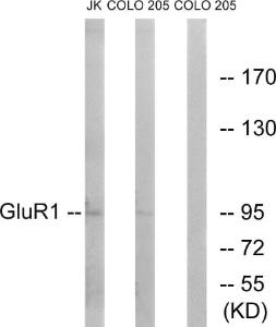 Western blot analysis of lysates from COLO and Jurkat cells using Anti-GluR1 Antibody. The right hand lane represents a negative control, where the Antibody is blocked by the immunising peptide