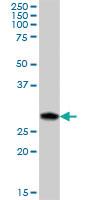 Anti-ERP27 Mouse Polyclonal Antibody