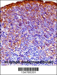 Anti-GSK3A Rabbit Polyclonal Antibody (FITC (Fluorescein Isothiocyanate))