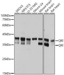 Western blot analysis of extracts of various cell lines, using Anti-QKI Antibody [ARC2500] (A8374) at 1:1,000 dilution. The secondary antibody was Goat Anti-Rabbit IgG H&L Antibody (HRP) at 1:10,000 dilution.