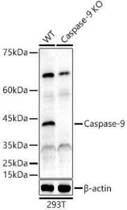 Western blot analysis of extracts from wild type(WT) and Caspase-9 Rabbit polyclonal antibody knockout (KO) 293T cells, using Anti-Caspase-9 Antibody (A309047) at 1:500 dilution. The secondary antibody was Goat Anti-Rabbit IgG H&L Antibody (HRP) at 1:10,000 dilution.