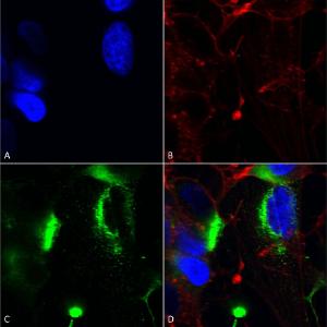 Anti-QKI Mouse Monoclonal Antibody [Clone: S147-6]