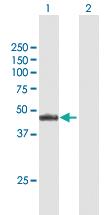 Anti-NR2E3 Mouse Polyclonal Antibody