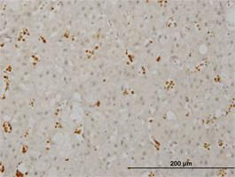 Anti-SMG1 Mouse Monoclonal Antibody [clone: 1C12]