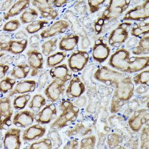 Immunohistochemistry analysis of paraffin-embedded mouse kidney using Anti-RPL19 Antibody (A307804) at a dilution of 1:200 (40X lens). Perform high pressure antigen retrieval with 10 mM citrate buffer pH 6.0 before commencing with IHC staining protocol