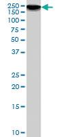 Anti-DSCAM Goat Polyclonal Antibody