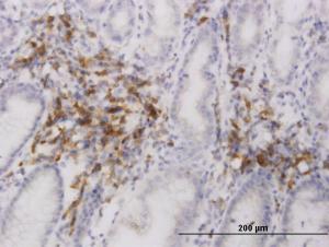 Anti-EDEM2 Mouse Monoclonal Antibody [clone: 2E4]