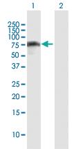 Anti-IRF2BP2 Mouse Polyclonal Antibody