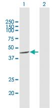 Anti-CSNK1A1L Mouse Polyclonal Antibody