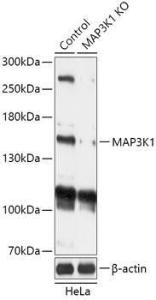 Western blot analysis of extracts from normal (control) and MAP3K1 knockout (KO) HeLa cells, using Anti-MAP3K1 Antibody (A92831) at 1:1,000 dilution