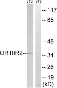 Western blot analysis of lysates from NIH/3T3 cells using Anti-MAGEA5 Antibody. The right hand lane represents a negative control, where the antibody is blocked by the immunising peptide