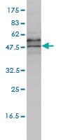 Anti-EIF5 Mouse Monoclonal Antibody [clone: 2E6-4C12]